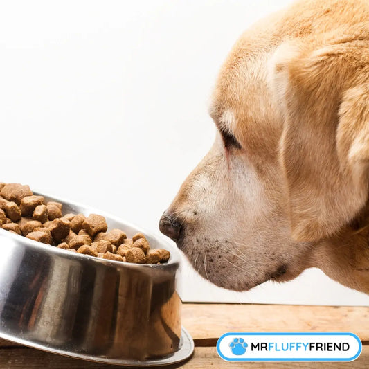 Imagen principal para un blog llamado "¿Por qué mi perro huele su comida y se va?" mostrando un Labrador oliendo un plato de croquetas.