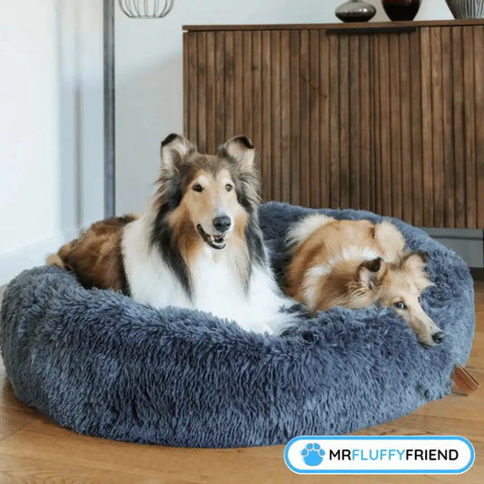 Imagen principal del blog "5 razones para comprar una cama anti-ansiedad para tu perro": dos perros grandes y esponjosos relajándose felices en una cama redonda grande color gris oscuro en la sala.