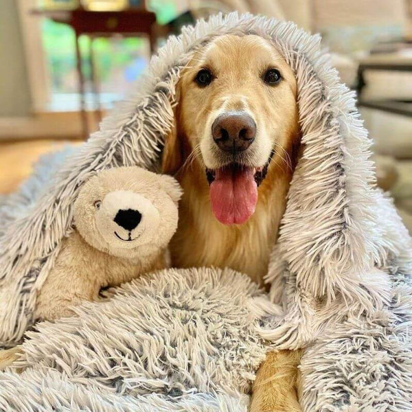 Mantén a tu mascota calentita, cómoda y libre de ansiedad