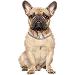  Dog Talla: L