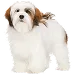  Dog Talla: M