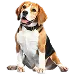  Dog Talla: XL